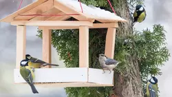 11 Mangiatoia Per Uccelli Selvatici Di 15 Minuti Di Ludvicka