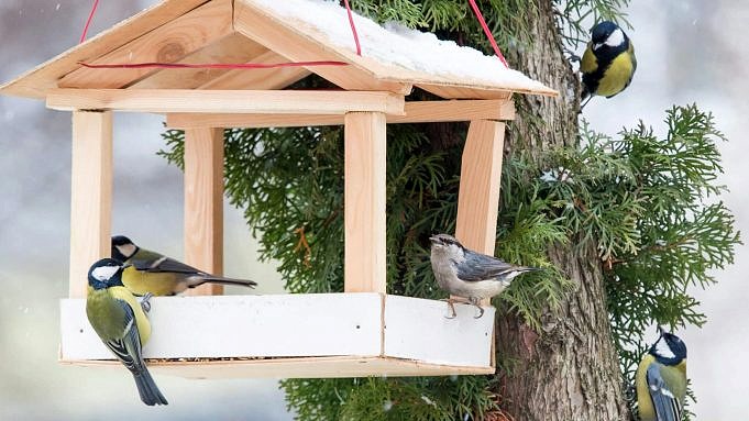 12 Modelli Di Mangiatoie Per Uccelli Con Piattaforma Fai-da-te Che Puoi Realizzare Oggi Con Le Immagini